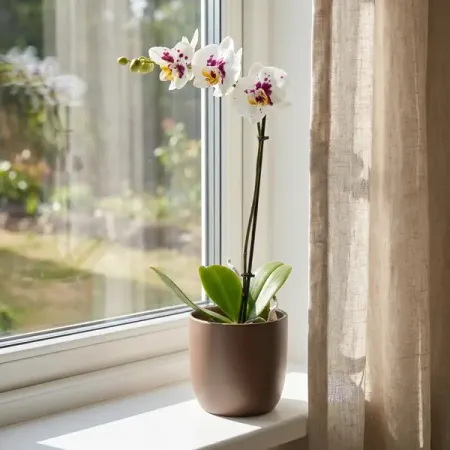 Фаленопсис ø12 h45 см рис длиннозерный увелка восточный пропаренный 800 г