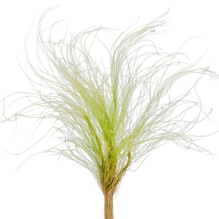 Сухоцвет Donna Flor стифа ковыль 25 г, яблоко, 40 см