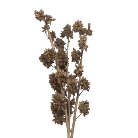 Сухоцветы Donna Flor солодка 3 ветки, натуральный, 60 см