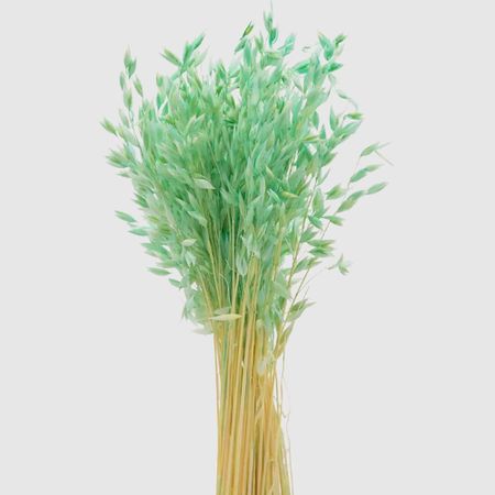 Овес Donna Flor Банч тиффани, 40-50 г, 60-65 см