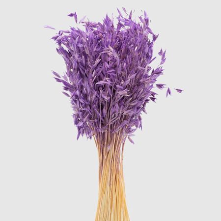 Овес Donna Flor Банч фиолетовый, 40-50 г, 60-65 см