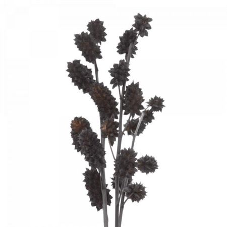 Сухоцветы Donna Flor солодка, чёрный, 3 ветки, 60 см