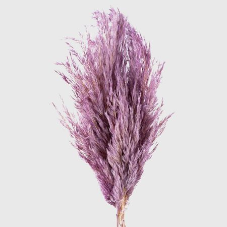 Сухоцветы Donna Flor камыш 40 г, фиолетовый, 65 см