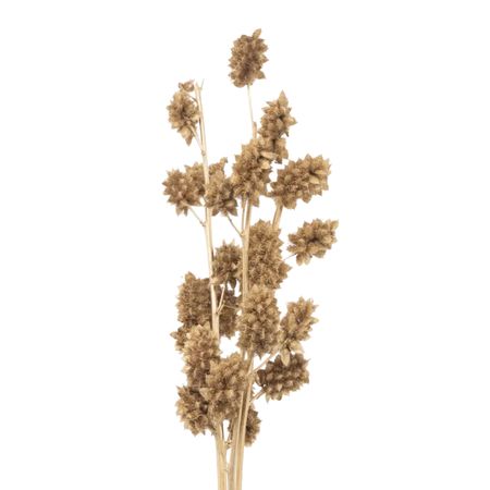 Сухоцветы Donna Flor солодка, 3 ветки, золотистый металлик, 60 см
