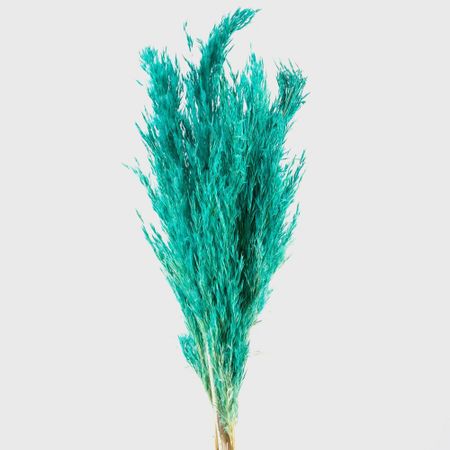 Сухоцветы Donna Flor камыш банч 40 г, тиффани, 65 см