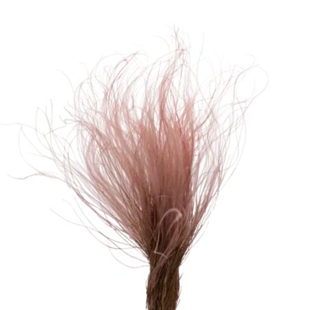Сухоцвет Donna Flor стифа ковыль 25 г, вишня 40 см