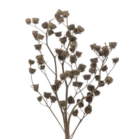 Сухоцветы Donna Flor абутилон, бронзовый металлик, 3 ветки, 60 см