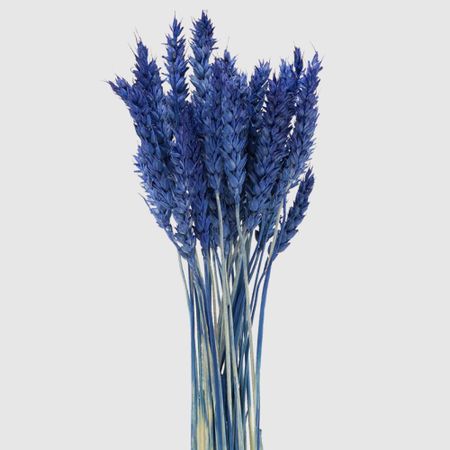 Сухоцветы Donna Flor пшеница 35-40 колосков, сливовый, 60 см