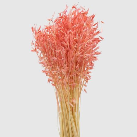 Овес Donna Flor Банч персиковый, 40-50 г, 60-65 см