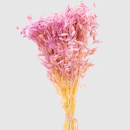 Овес Donna Flor Банч сиреневый, 40-50 г, 60-65 см