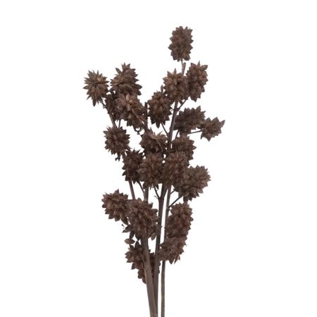 Сухоцветы Donna Flor солодка 3 ветки, шоколадный, 60 см