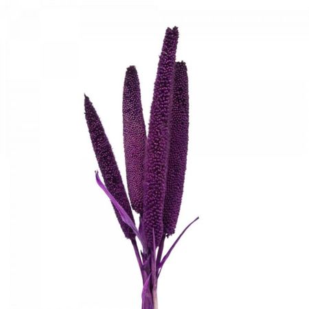 Сухоцветы Donna Flor африканское просо, фиолетовый, 60 см