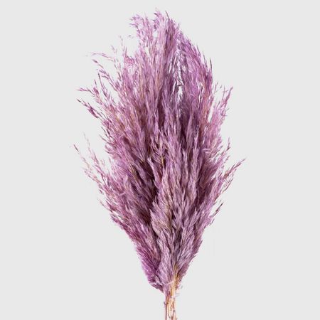 Сухоцветы Donna Flor камыш банч 40 г, сиреневый, 65 см