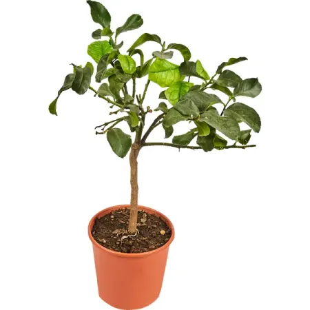 Цитрофортунелла лимон d21 h80