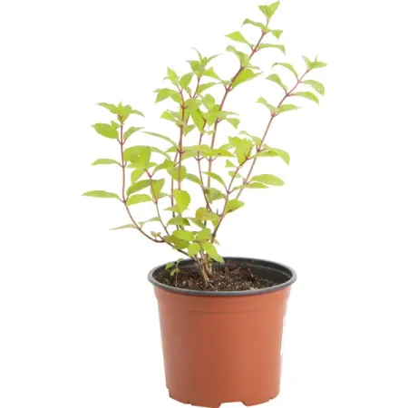 Гортензия Даймонд Руж метельчатая