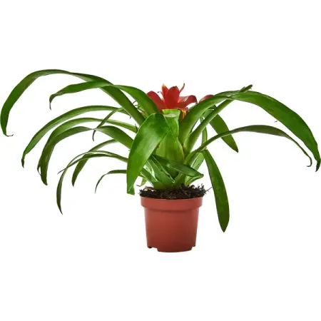 Гузмания ø9 h20 см данил аркадьевич корецкий антикиллер 4 счастливых бандитов не бывает