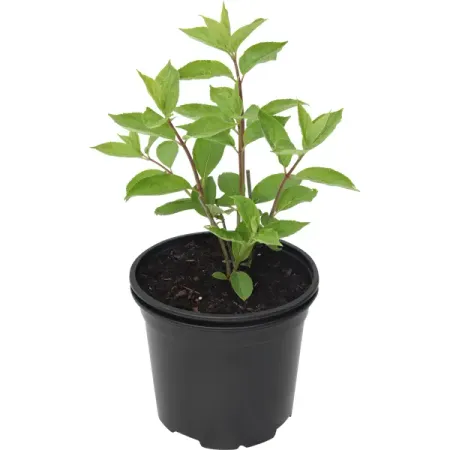 Саженец Гортензия Сандей Фрайз ø30 h150 см