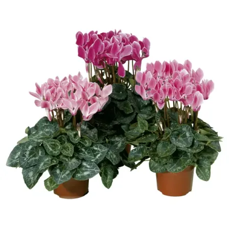 Цикламен микс ø12 h25 см