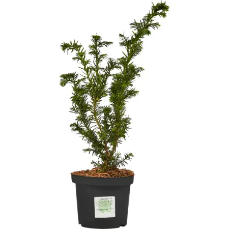 Тис средний Хилли h20 - 30 см резиновая статуэтка средний палец