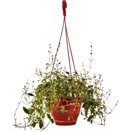 Каланхоэ Мангини ø15 h20 см традиционное декоративно прикладное искусство стран западной европы