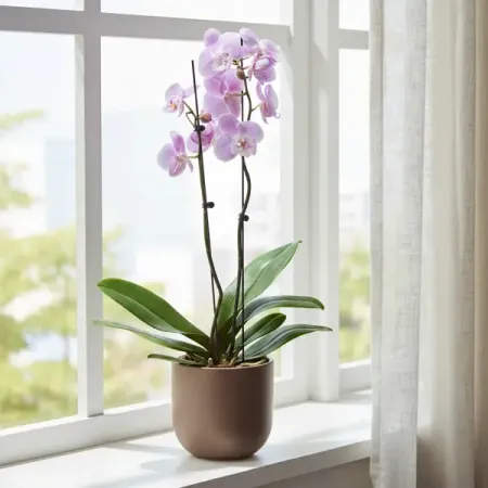 Фаленопсис микс 2 ствола ø12 h40 см dutrieux красочные треугольные флажки 50 100 м