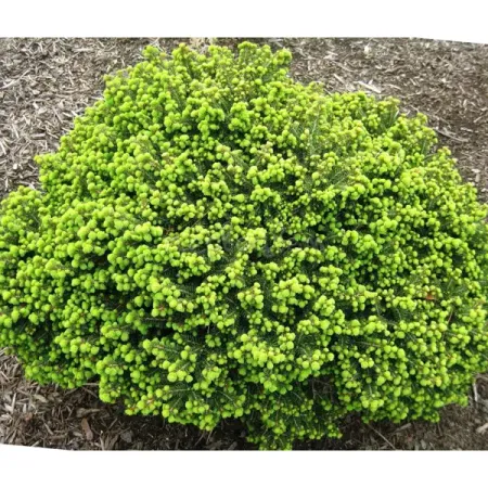 Ель обыкновенная Литтл Джем h15 см