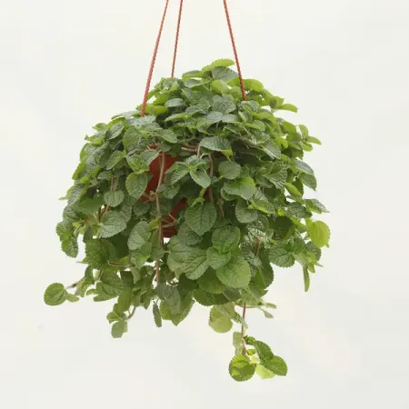 Пилея монетолистная в кашпо o15 h30 см