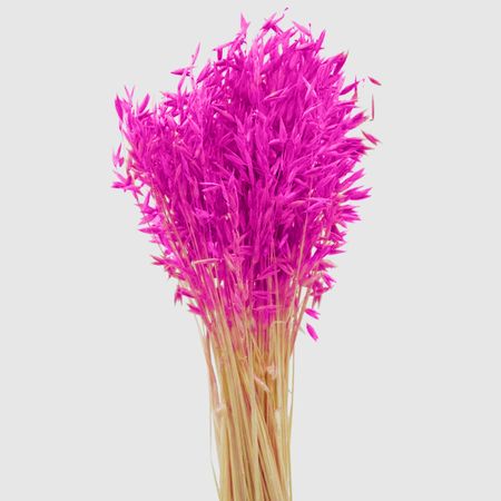 Овес Donna Flor Банч фуксия, 40-50 г, 60-65 см