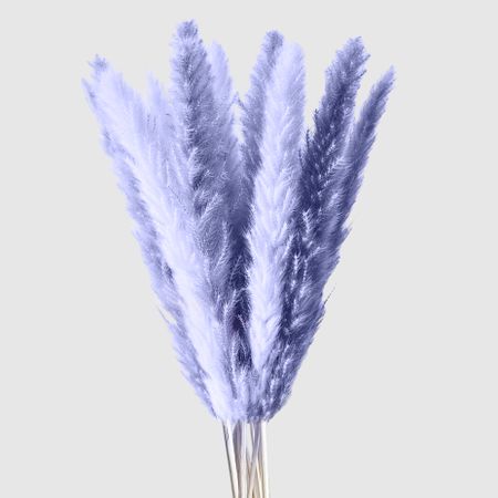 Сухоцветы Donna Flor кортадерия премиум, сиреневый, 7, 160 см