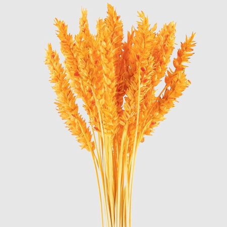 Сухоцветы Donna Flor пшеница 35-40 колосков, оранжевый, 60 см