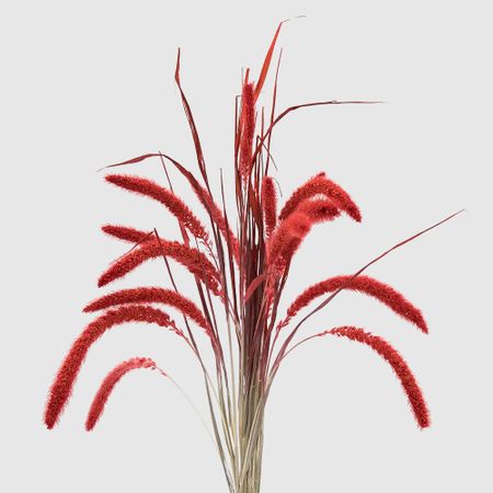 Сухоцветы Donna Flor сетария, букет 12 колосков, красный, 60 см