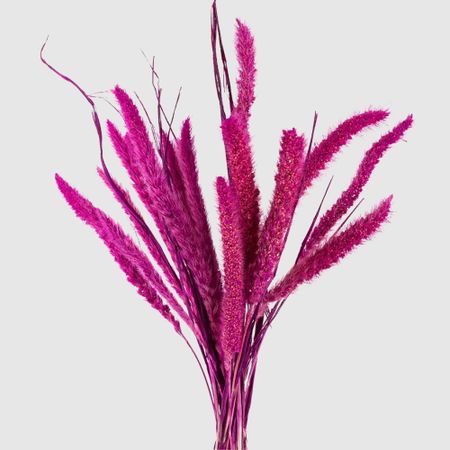 Сухоцветы Donna Flor сетария, букет 12 колосков, фуксия, 60 см брелок обвес на сумку очек с глазками фуксия текстиль 12 3307032615 6135