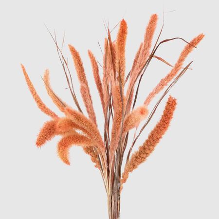 Сухоцветы Donna Flor сетария, букет 7 колосков, персиковый, 60 см