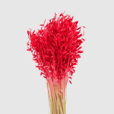 Овес Donna Flor Банч красный, 40-50 г, 60-65 см