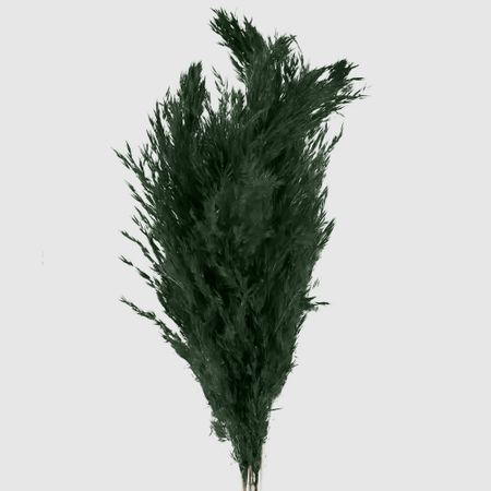 Сухоцветы Donna Flor камыш банч 40 г, графитовый, 65 см