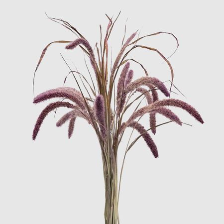 Сухоцветы Donna Flor сетария, букет 12 колосков, сливовый, 60 см