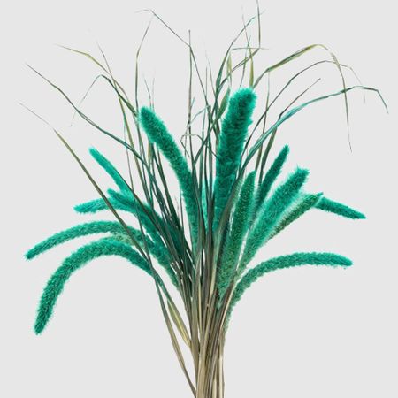 Сухоцветы Donna Flor сетария, букет 12 колосков, тиффани, 60 см