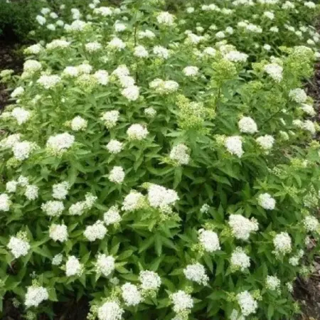 Спирея японская «Альбифлора» С2 кто живет на ферме малышарики