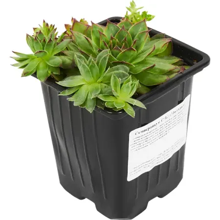 Молодило гибридное h15 см