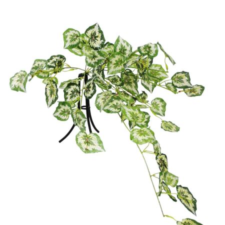 Бегония Конэко-О ампельная, зелёная 80 см