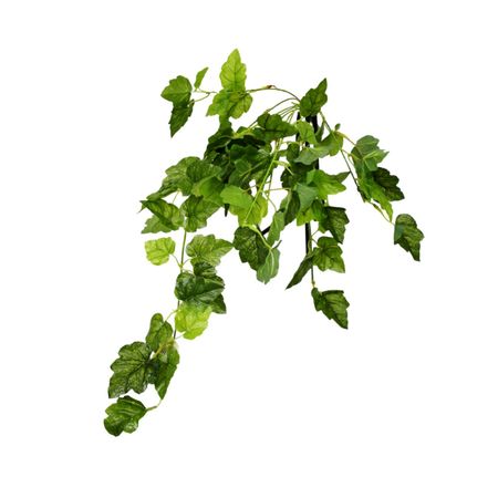 Плющ Конэко-О ампельный 80 см