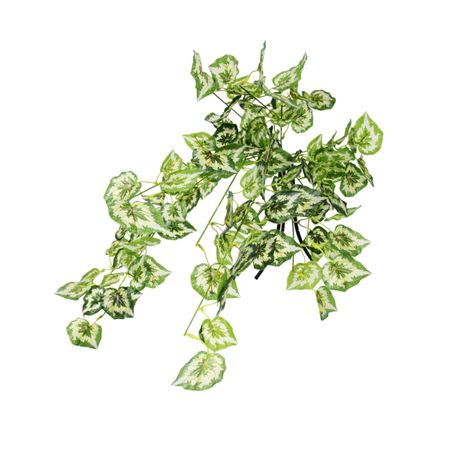 Бегония Конэко-О ампельная 80 см