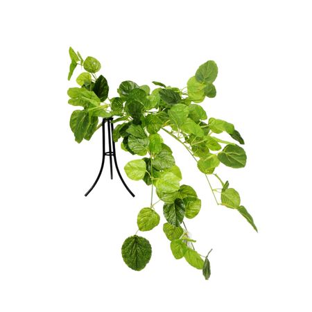 Шведский ампельный плющ Конэко-О 80 см