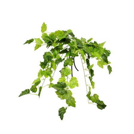 Плющ Конэко-О ампельный 80 см