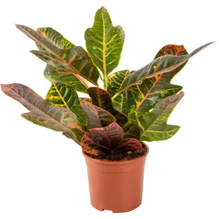 Кодиум Экселлент 13x40 см