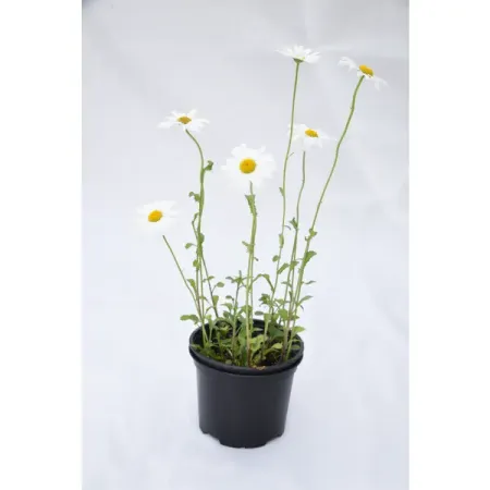 Нивяник великолепный крис кэпстик клод великолепный кот