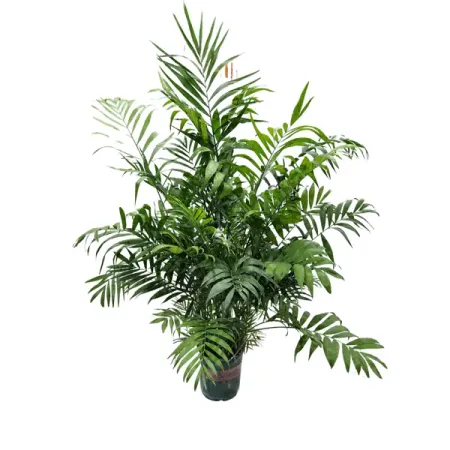 Хамедорея Элеганс ø17 h90 - 100 см