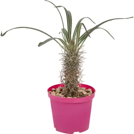 Кактус микс 14x10 см клаудио фернандес араос выбирать сильнейших почему это так важно так трудно и как этому научиться том 67