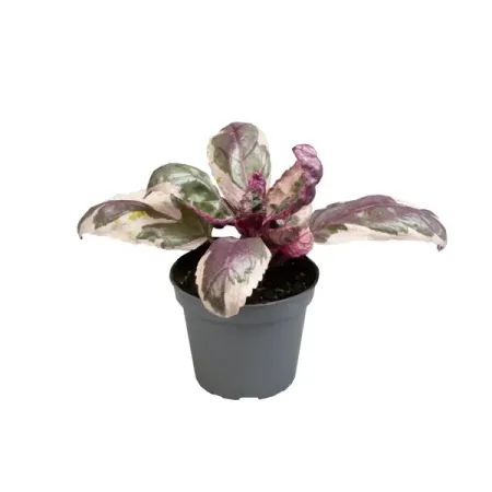 Гемиграфис Белоснежка ø6 h10 см якоб и вильгельм гримм белоснежка и другие сказки