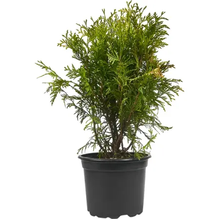 Туя западная Голден Глоб ø17 h20-30 см patuopro 21в бесщёточный триммер для живой изгороди